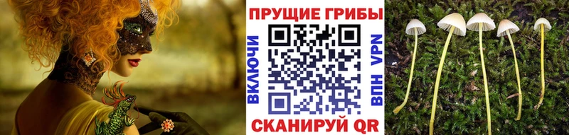 Галлюциногенные грибы ЛСД  Купить закладки  Лодейное Поле 